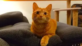 MOST Adorable Cat Loaf Compilation [2026]