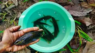 catch fish in small lake colorful fish, gold fish, exotic fish, ornamental fish, decoraative fish101