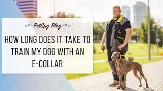 How long does it take to train my dog with an e-collar. PetSpy dog training guide