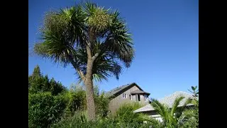 Big Cordyline trees in Tofino , B.C.