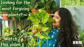 9 Most Forgiving Houseplants (for Beginners)