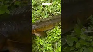 Snakehead walks on land!🔥 #islandlifefishing #tiktok #snakehead #walkonwater