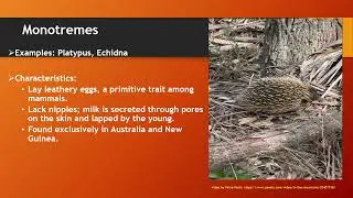 Classification of Mammals video