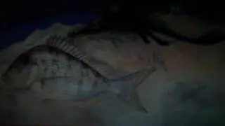 dragon in morocco intro(try it first) david vs rogers gigantic fantasies.