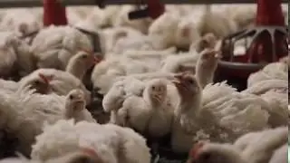 Agriviews Season 1: Avian Flu