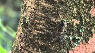 陽明山國家公園_陽明山的蟬
