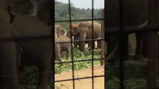 First time zoo ki siddu ni tesukellam#shorts#youtubeshorts#viralvideo#trending#ytshorts @Koms_Fam1