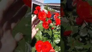 Как цветет красная штамбовая роза ? Beautiful red rose.