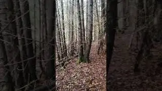 April 23 2023 enjoying trailblazer York regional Forest hunting Crow (1)