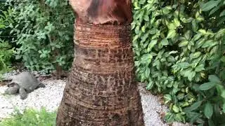 Pi&egrave;ge &agrave; charan&ccedil;ons rouge
