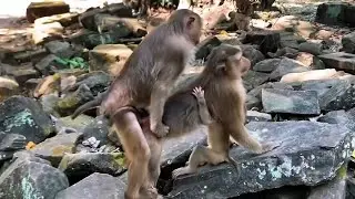 Little best luluma meeting with momoja monkey so sweet dream