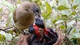 👉 Tiny Mouths, Big Hunger 😮  Plain Prinia Feeding Growing Nestlings 🐦
