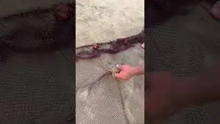 BENAULIM BEACH GOA AMAZING FISH CATCHING