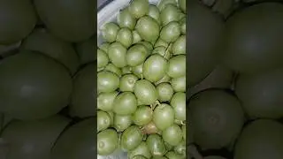 Indian Olive 🫒 #shorts #shortsfeed #youtubeshorts