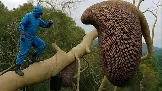 Wild Honey Harvesting Like Never Before | Ancient Forest Secrets to Giant Bee Collection