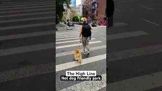 В первые столкнулись что б выгнали из парка в сша. Not dog friendly park #dog #dogfriendly #nyc