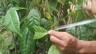 Grafting Technique for Criollo Cacao.