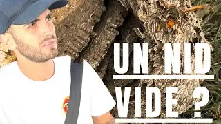 Un nid de frelon vide apr&egrave;s la temp&ecirc;te ? Pas si s&ucirc;r ....