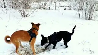 dog activities in cold weather, dog outdoor in winter