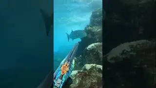#incrediblefishing #spearfishing