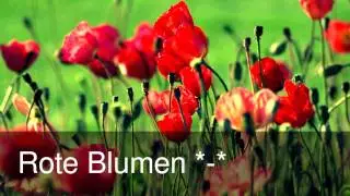 Rote Blumen