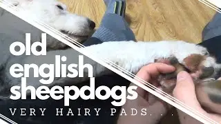 Wish We had Known BEFORE getting an Old English Sheepdog┃Paw-dicures┃Ed&Mel