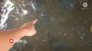 indukan lele yg sering digunakan petani lele
