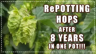 RePOTTING HOPS - After 8 Years in the one pot!