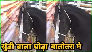 उदयपुर से आये चार मारवाड़ी घोड़े बालोतरा मेले मे | Marwadi Stallion |बालोतरा मेला