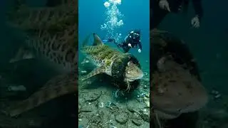 Scuba diver frees trapped shark from tire 🦈#sharkrescue #diving #shorts #shorts