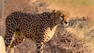 Tanzania Private Safari Experience