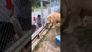 THIS LION SAVED HIS LIFE #stories #curiosities #epic #viral