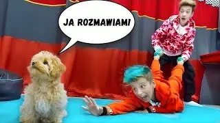 Nasz pies rozmawia w PRAWDZIWYM ŻYCIU 🐶 24-godzinne wyzwanie | Boys and Toys Polish