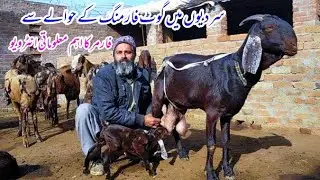 baby goat care and goat farming tips in winter season pakistan | village farming info