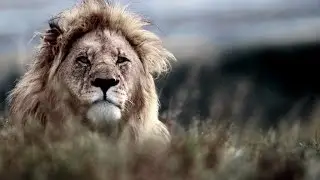 Our Story - Shamwari Game Reserve