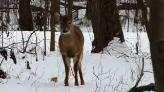 Hope, The Deer Whisperer