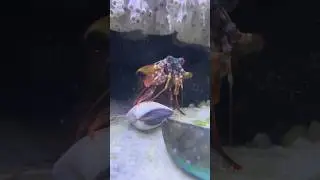Superpowered Punch King of the Ocean Mantis Shrimp #aquarium #shorts