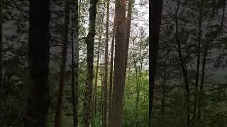 Сосны на берегу речушки #trevel #pineriver #forest #running