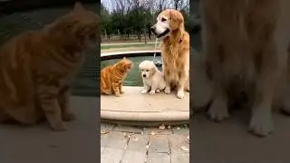Se Pas&oacute; de Listo&hellip; y Pag&oacute; el Precio 😳💦 #shorts #funny #comedy #viralvideo #cat
