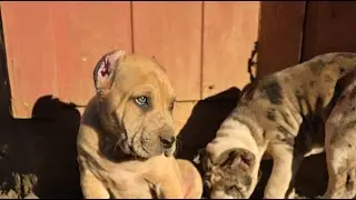 Pure Quality Canines home of the Americane da Presa.We breed family companions and home protectors.