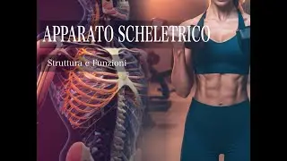 Apparato scheletrico