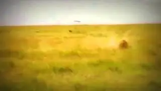 Lion attack baboon