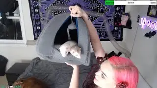 Ferret Tubular Fun