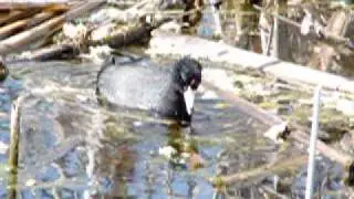 AMERICAN COOT MOTHERS FEEDING THEIR YOUNG COOTS