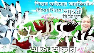 অরজিনাল ইউরোপিয়ান লাহরী সিরাজি কবুতর কিনুন একদম কম দামে | Lahore siraji pigeon | সিরাজি কবুতর 