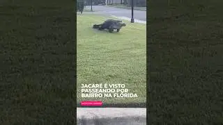 JACAR&Eacute; GIGANTE INVADE BAIRRO NA FL&Oacute;RIDA
