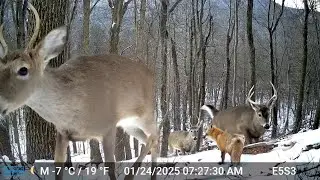 The Steepest Trail on BUCK Mountain: Trail Cam HIGHLIGHTS 3.13.25