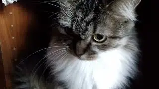 WHY  CAT  AVOIDED OWNERS&hellip;