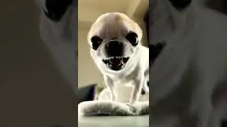 so cute angry puppy 😍
