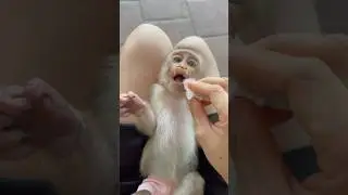 Mother helps baby monkey clean its mouth after eating fruit😇